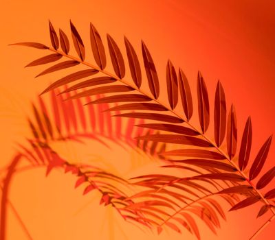 Vai alla pagina Rä di Martino. Premio ACACIA 2018